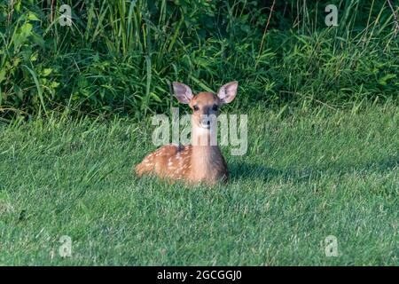 Adorable cerf de Virginie fauve reposant dans l'herbe. Banque D'Images