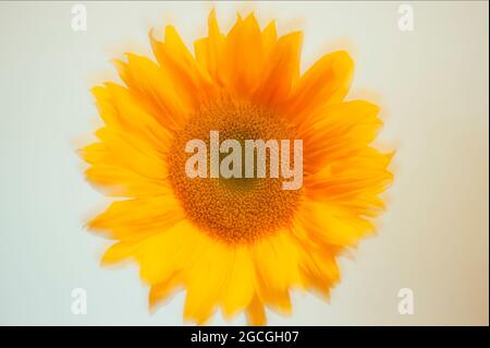 Sunflower against white background Banque D'Images