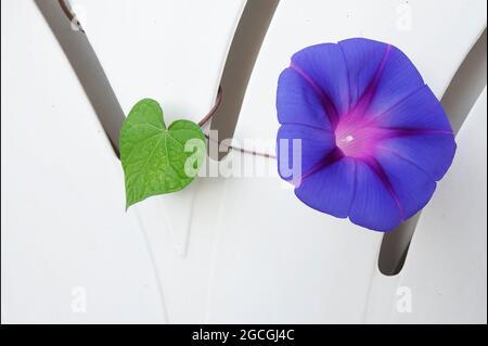La gloire du matin s'accroît grâce aux ouvertures de chaises de jardin blanches Banque D'Images
