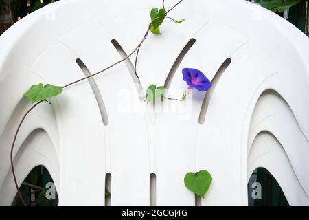 La gloire du matin s'accroît grâce aux ouvertures de chaises de jardin blanches Banque D'Images