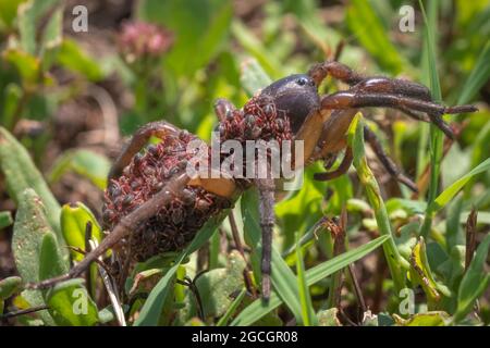 Vue en profil d'une grande mère Wolf Spider transportant des dozones de petits bébés sur son dos. L'été à Raleigh, en Caroline du Nord. Banque D'Images