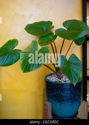 Homalomena lindenii (Rodicas), de belles feuilles de palmier tropicales vertes en pot en céramique bleue au coin de la chambre sur fond de mur jaune, style vertical. Banque D'Images