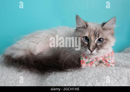Chat Ecaille Portant Des Fleurs Rose Noeud Papillon Animal Portrait De Roulement Blanches Costume Mignon Fond Bleu Couche Sur Le Cote Materiel Roulant Col Ridicule Photo Stock Alamy