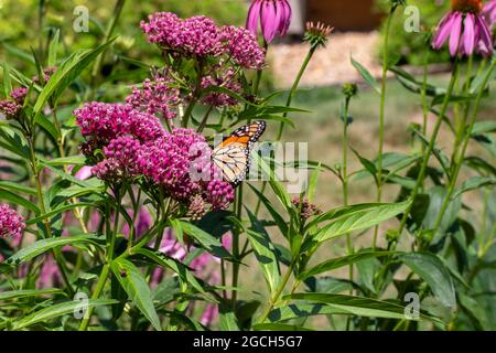 Papillon monarque se nourrissant des fleurs et des bourgeons d'une plante de milkaded marécageux (asclepias incarnata) dans un jardin ensoleillé Banque D'Images