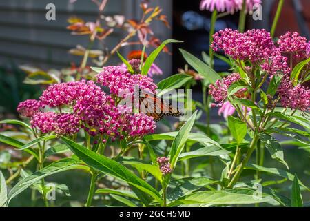 Papillon monarque se nourrissant des fleurs et des bourgeons d'une plante de milkaded marécageux (asclepias incarnata) dans un jardin ensoleillé Banque D'Images