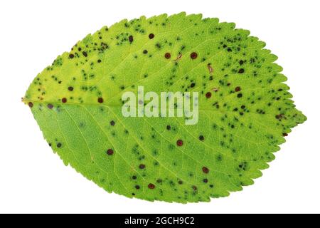 Feuille verte de cerisier en points de la maladie fongique. Isolé sur macro blanche Banque D'Images