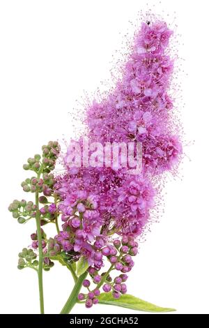 Une petite fleur rose fleurit sur une branche d'un buisson de Spirea décoratif. Isolé sur macro blanche Banque D'Images