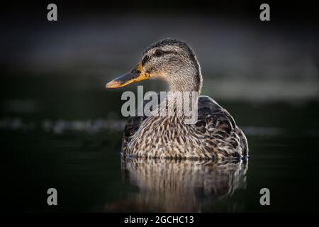 Une femelle de canard colvert sauvage, Anas platyrhynchos, comme elle est assise sur l'eau. L'image a été prise dans l'obscurité à l'aide de lumières clignotera. Il s'agit d'un gros plan de niveau bas Banque D'Images