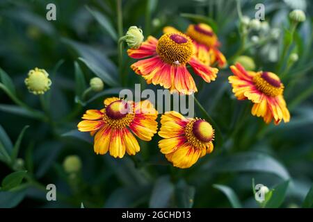 gaillardia fleur rouge et jaune gros plan sur fond vert flou Banque D'Images