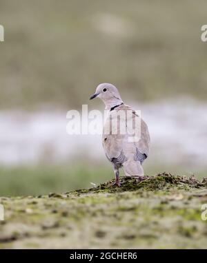 La colombe Ã collier eurasien.la colombe Ã collier eurasien est une espèce de colombe originaire d'Europe et d'Asie. Banque D'Images