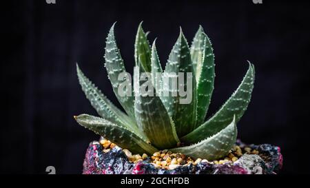 Gros plan de Gasteria sur un jardinière artistique en béton artisanal Banque D'Images