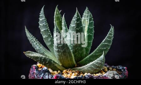 Gros plan de Gasteria sur un jardinière artistique en béton artisanal Banque D'Images