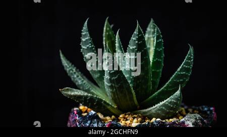 Gros plan de Gasteria sur un jardinière artistique en béton artisanal Banque D'Images