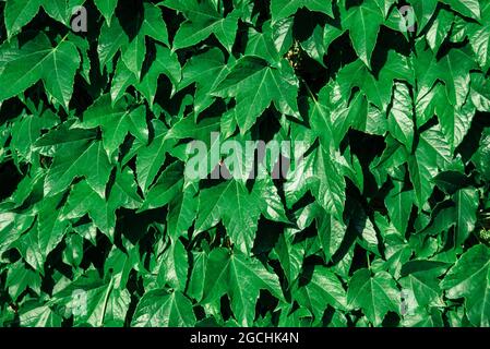 L'ivy vert vif laisse le fond. Hedera Helix frais feuillage luxuriant brillant. Fond d'écran Banque D'Images