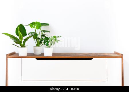 Collection de différentes plantes d'intérieur tropicales exposées dans des pots en céramique blanche sur un panneau latéral rétro. Plantes de maison exotiques en pot sur étagère blanche contre whi Banque D'Images