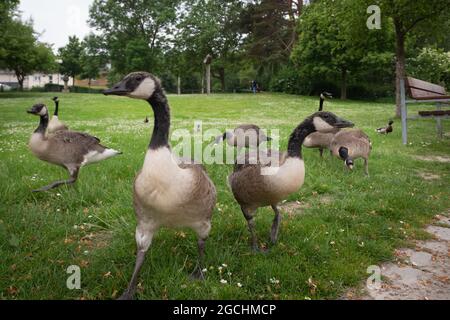 Famille d'oies immigrées du canada se nourrissant sur pelouse publique, Allemagne Banque D'Images