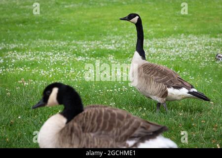 Famille d'oies immigrées du canada se nourrissant sur pelouse publique, Allemagne Banque D'Images