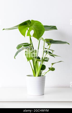Monstera deliciosa ou usine de fromage suisse dans un pot en céramique blanche sur une étagère blanche contre un mur blanc. Des plantes exotiques tendance comme intérieur moderne Banque D'Images