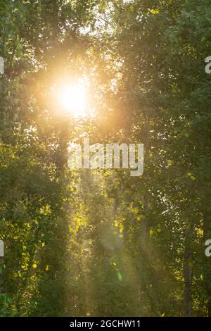 le soleil brille à travers le feuillage vert et boueux de la forêt. un fond décoratif de feuillage. Banque D'Images