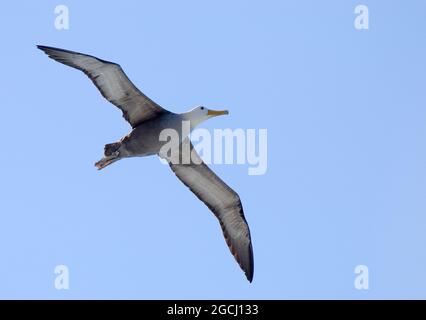 Abatross ondulés (Phoebastria irrorata) adulte en vol sur l'île Española Banque D'Images