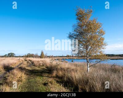 Bouleau et sentier dans les landes du parc national Dwingelderveld, Drenthe, pays-Bas Banque D'Images