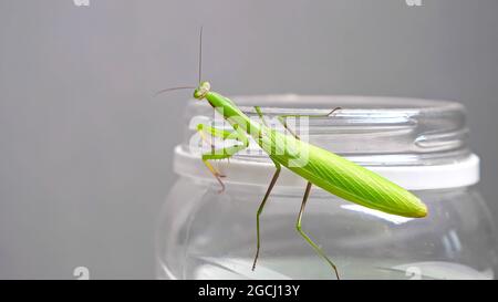 Mantis vert de prière se trouve sur une banque dans un appartement Banque D'Images