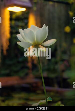 Nelumbo nucifera. La fleur qui se fond dans une lumière solaire. Également connu sous le nom de lotus indien, Lotus sacré, ou simplement lotus, est l'une des deux espèces existantes de Banque D'Images