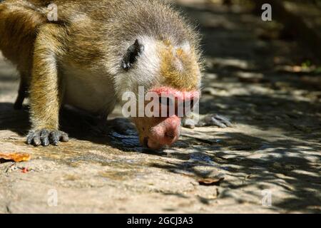 Arrosage. Toque macaque (Macaca sinica) (nourrissant la femelle) tente de lécher l'eau suintant sur les pierres de route, il est Sri Lanka endémique. Portrait en gros plan Banque D'Images