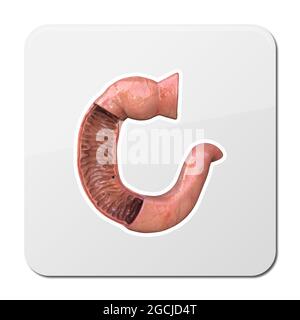 Icône duodénum, anatomie humaine, partie de votre petit intestin, vue de face, 3d, illustration Banque D'Images
