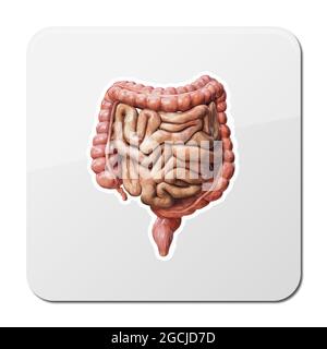Icône gros et petit intestin. Anatomie du système digestif humain. Tractus gastro-intestinal. Illustration du rendu 3d sur fond noir Banque D'Images