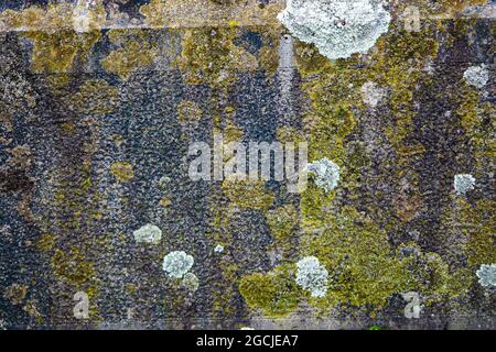 Textures et motifs de lichen et de mousse sur une vieille pierre gravieuse Banque D'Images