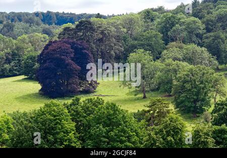 La campagne à Ranmore Common dans les collines du Surrey près de Dorking le jour ensoleillé de l'été, Angleterre Royaume-Uni Banque D'Images