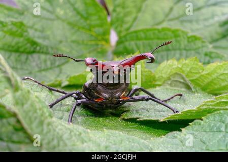 Gros plan d'un coléoptère de cerf Lucanus cervus, sur une feuille verte Banque D'Images
