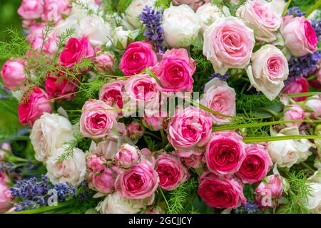 botanique, bouquet de roses en rose, POUR L'ACCUEIL/L'UTILISATION DE CARTES POSTALES DANS GERME.SPEAK.C CERTAINES RESTRICTIONS PEUVENT S'APPLIQUER Banque D'Images