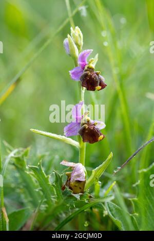 BOTANY, ORCHIDÉE ABEILLE, POUR L'ACCUEIL/L'UTILISATION DE CARTE POSTALE DANS GERM.SPEAK.C CERTAINES RESTRICTIONS PEUVENT S'APPLIQUER Banque D'Images