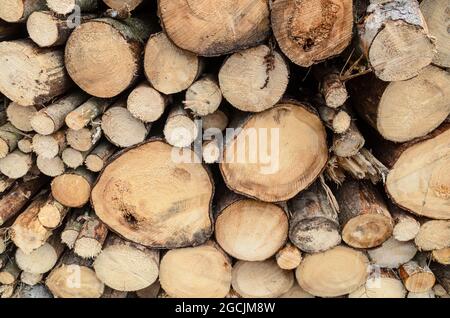 Pile de troncs d'arbres abattus, rondins avec anneaux de croissance en coupe transversale, concept de déboisement, arrière-plan naturel abstrait Banque D'Images