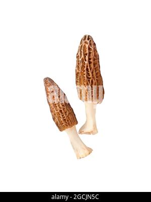 Champignons Morel isolés sur fond blanc avec passe-cheveux Banque D'Images