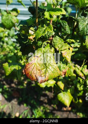 Maladies du cassis. Maladies et ravageurs des buissons de baies. Feuille de cassis maurilée provenant d'une maladie fongique ou d'pucerons. Mildiou. Mise au point sélective Banque D'Images