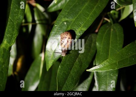 Un gros escargot heureux photographié sur un arbuste dans un jardin à Chichester, West Sussex, Royaume-Uni. Banque D'Images