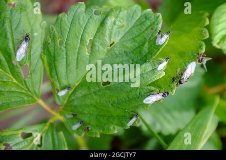 Insectes rampant sur les feuilles de fraise abîmées et mangées, dans le jardin. Gros plan. Banque D'Images