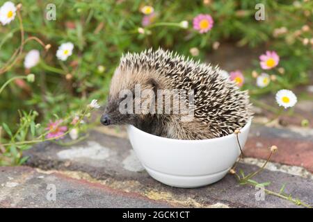 Petit hérisson de bébé enroulé et dormant dans un bol blanc mis à l'eau, mignon et drôle, erinaceus europaeus, Sussex, Royaume-Uni, Juillet Banque D'Images