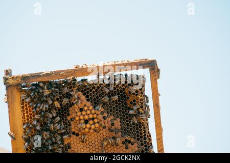 De dessous d'abeilles rampant sur nid d'abeilles avec des cellules de cire dans l'apiaire contre ciel bleu clair en été Banque D'Images