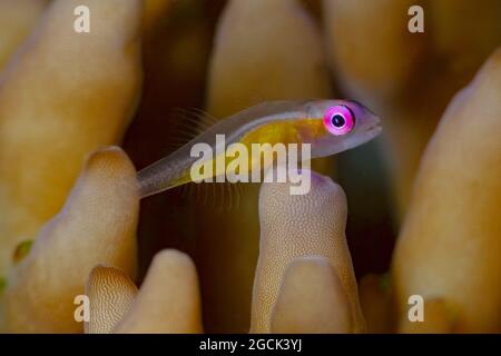 Gros plan de petits poissons marins exotiques de Bryaninops natans ou de goby de Redeye nageant parmi les récifs coralliens sous-marins Banque D'Images