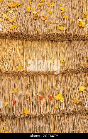 Toit de chaume avec feuilles d'automne colorées Banque D'Images