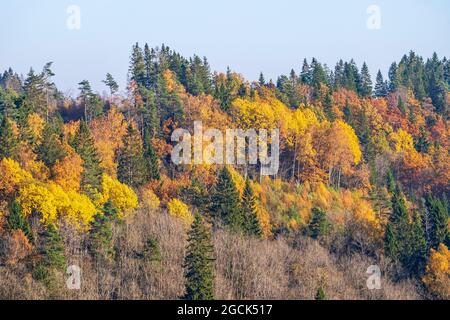 Forêt aux couleurs d'automne colorées sur la montagne Banque D'Images