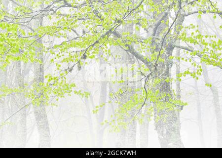 Vue panoramique sur les arbres luxuriants avec feuillage vert croissant dans la forêt brumeuse en été Banque D'Images