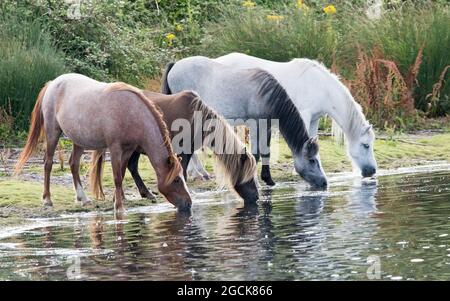 Troupeau de poneys de Carneddau Banque D'Images