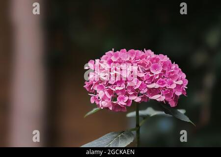 Fleur d'hortensia ou d'hortensia rose (Hydrangea macrophylla) qui fleurit en été dans un jardin. Arrière-plan flou, mise au point sélective. Banque D'Images