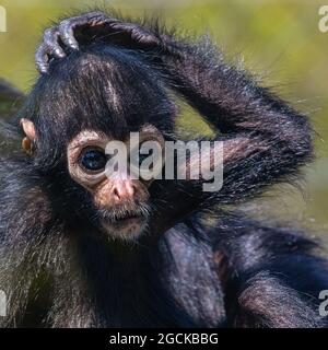 Un petit singe Spider regardant dans l'appareil photo. Banque D'Images