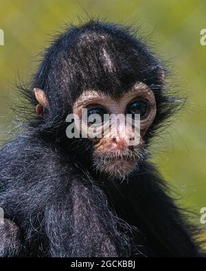 Un petit singe Spider regardant dans l'appareil photo. Banque D'Images